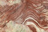 Polished Neoproterozoic Stromatolite (Conophyton) - Morocco #365850-1